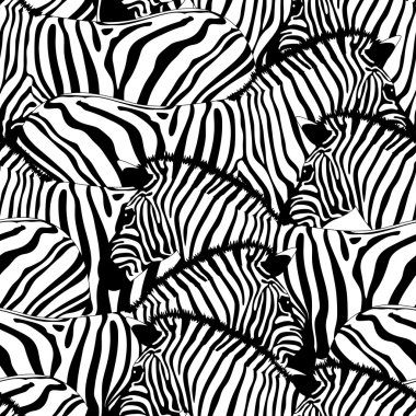 Zebra Kusursuz Deseni.