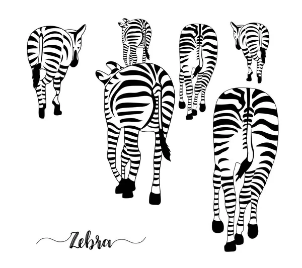 Grupp zebror, utgör från baksidan. — Stock vektor
