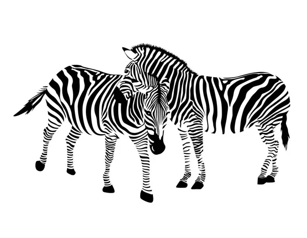 Couple zèbre, animal . — Image vectorielle