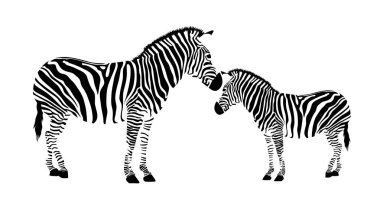 İki zebra. Anne ve çocuk