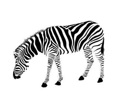 Zebra duruşu ve bend aşağı.