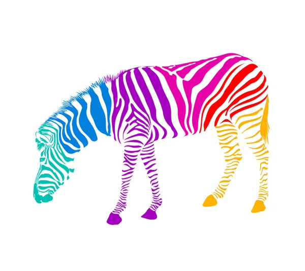 Färgglada zebra stående och böjd ner. — Stock vektor