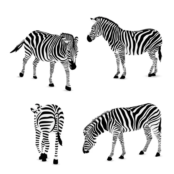 Uppsättning av zebra — Stock vektor