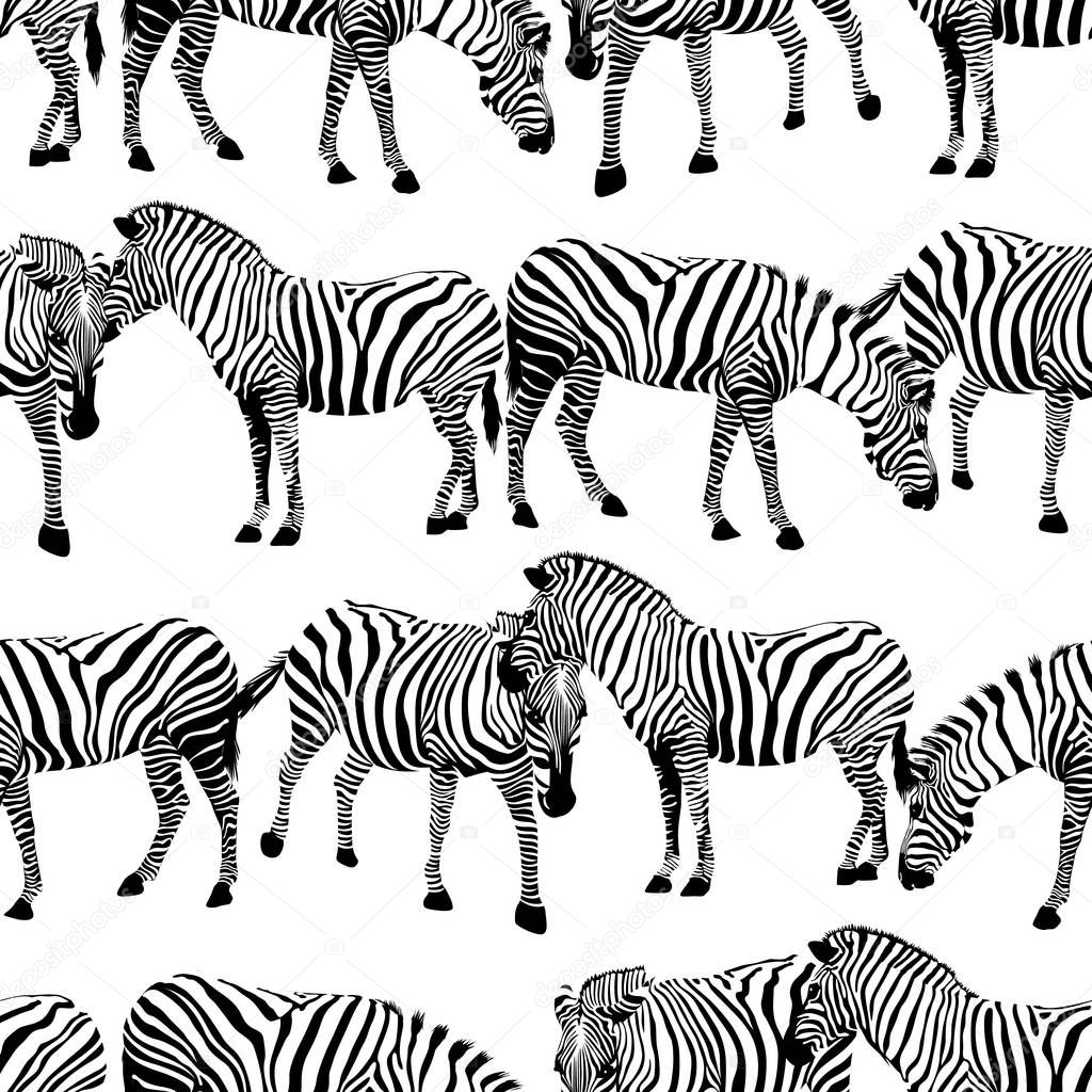 Zebra seamless pattern.