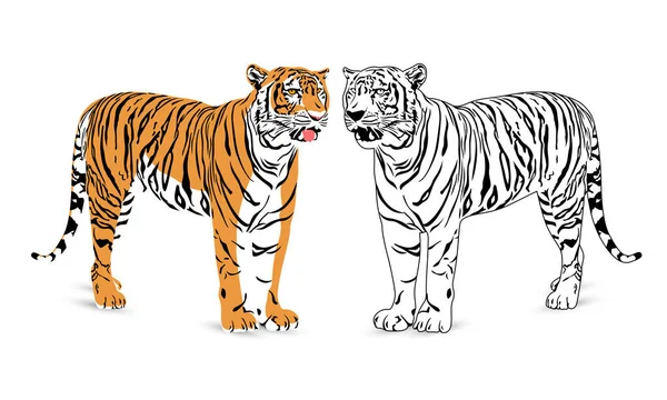 Dois tigres ilustração . —  Vetores de Stock