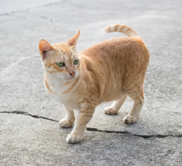 Милий кіт червоний — стокове фото