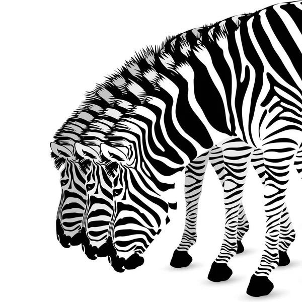 Zebra standing and bend down. — Stock Vector