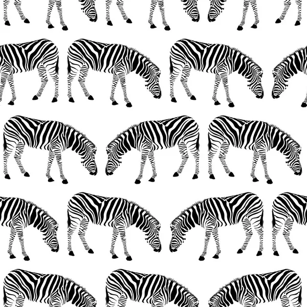 Zebra sömlösa mönster. — Stock vektor