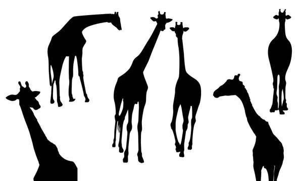 Силуэт жирафа. Дикое животное . — стоковый вектор