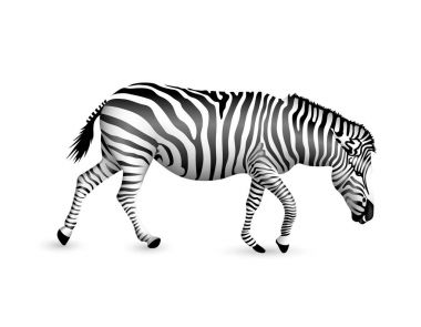 Zebra yürüyüş ve bend aşağı.  