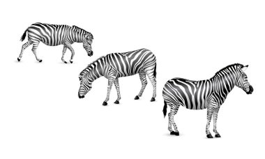 Zebra, ayakta, yürüyüş ve bend aşağı. 