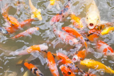 Renkli bok balık görünümü gölet parkta top. 