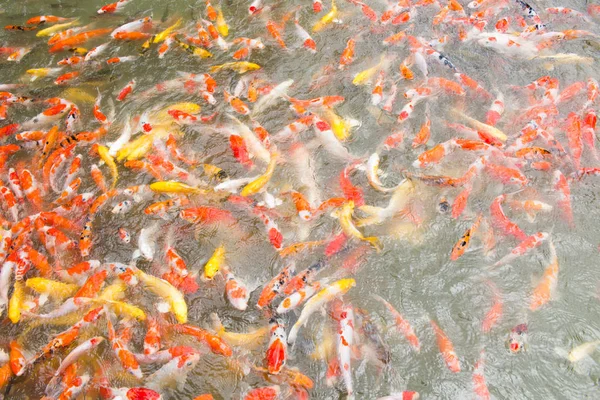 Renkli bok balık görünümü gölet parkta top. 