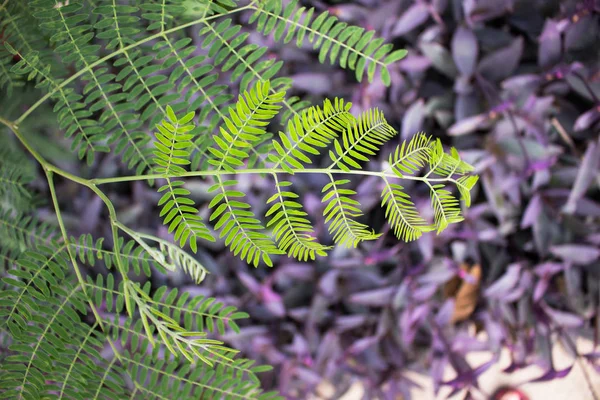 Green Leaf  Close-up in nature. — Stock Photo, Image