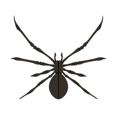 Örümcek siluet siyah.