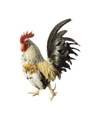 Tavuk ufak tefek. Beyaz horoz beyaz arka plan üzerinde.