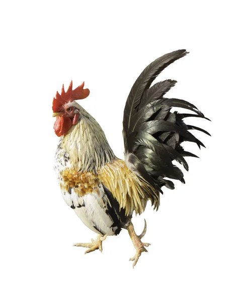 닭입니다 — 스톡 사진