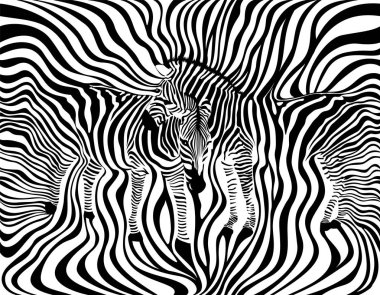 Zebra çift arka plan, seamless modeli. Hayvan Cilt yazdırma doku. Siyah ve beyaz, vahşi hayvan. Tasarım moda kumaş, vektör çizim.