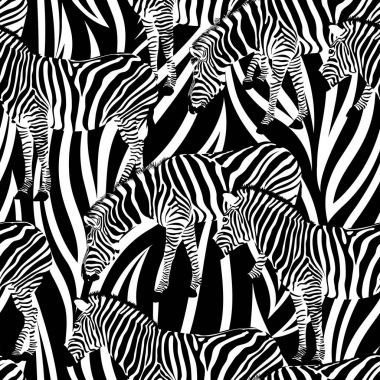 Zebra arka plan, seamless modeli üzerinde. Siyah ve beyaz, vahşi hayvan doku. Tasarım moda kumaş, vektör çizim.