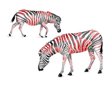 Zebra kırmızı gül ile siyah ve beyaz çizgili. Zebra yürüyüş ve bend aşağı. Vahşi hayvan doku. İllüstrasyon izole beyaz arka plan üzerinde.