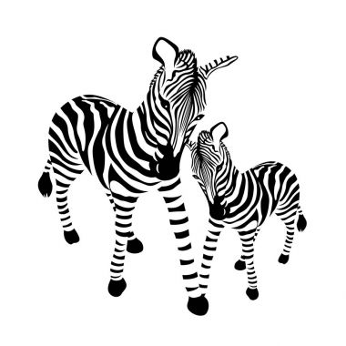 Zebra aile, çizgili siyah ve beyaz. Vahşi hayvan doku. Beyaz arka plan üzerinde izole vektör çizim.