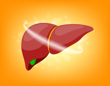 İnsan karaciğeri. Sağlık koruma konsepti. Turuncu arkaplanda resim.