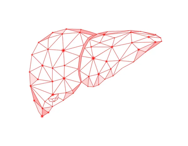 Menselijke Lever Abstracte Veelhoekige Lijn Menselijke Interne Organen Medicijnconcept Vector — Stockvector