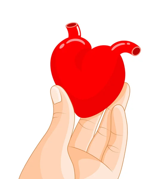 Hand Met Menselijk Orgaan Hart Menselijk Lichaamsdeel Interne Organen Gezondheidsbescherming — Stockvector