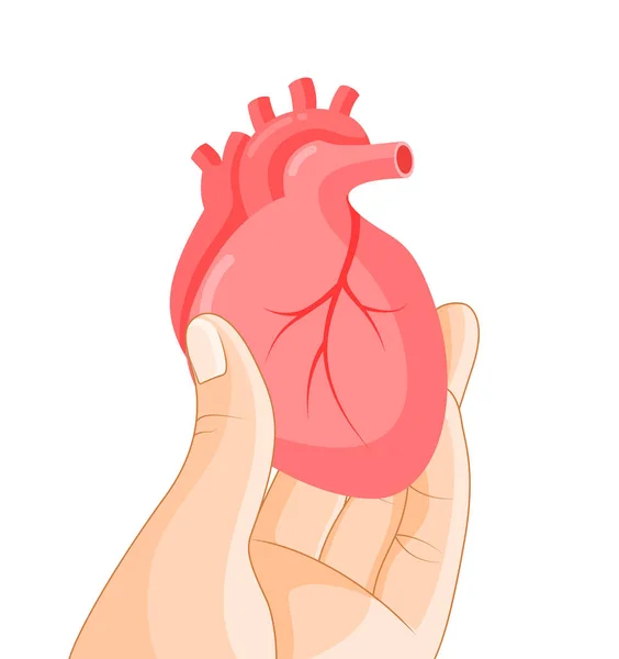 Mano Sosteniendo Órgano Humano Corazón Parte Del Cuerpo Humano Órganos — Archivo Imágenes Vectoriales