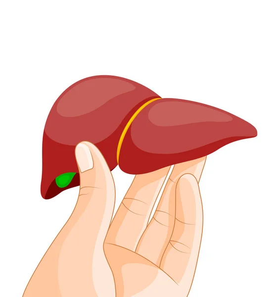 手握人体器官 世界肝炎日提高认识7月28日肝脏健康 健康保护概念 在白色背景上孤立的向量图 — 图库矢量图片