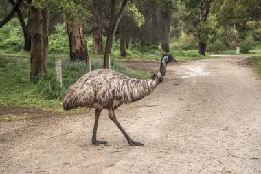 Vahşi ıslak Emu