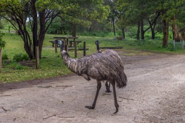 Vahşi ıslak Emu