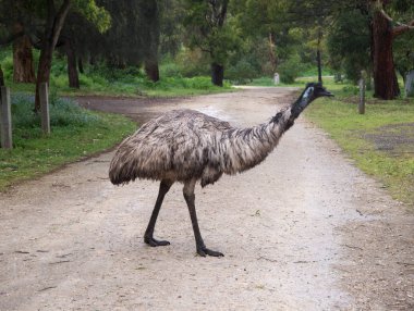 Vahşi ıslak Emu