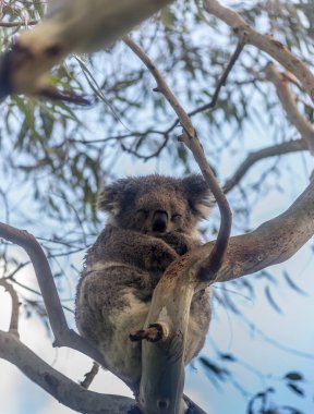 Koala ayısı ağacında dinlenme
