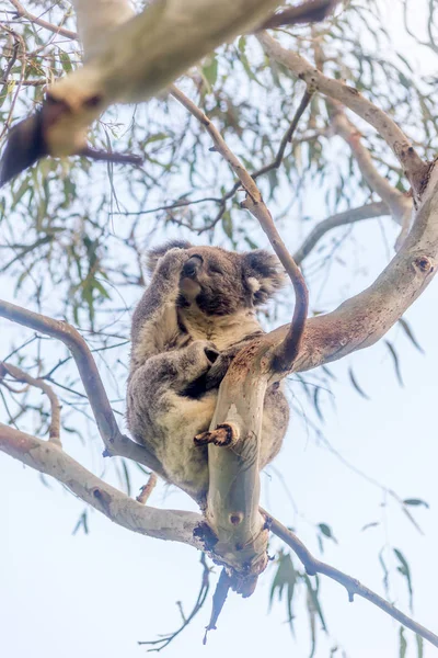 Miś koala odpoczynku w drzewo — Zdjęcie stockowe
