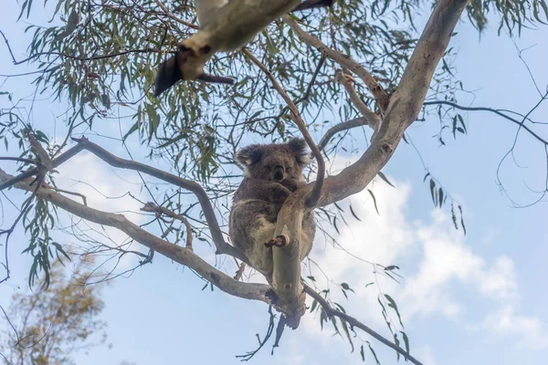 Коала медведь отдыхает на дереве — стоковое фото