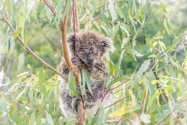 Urso Koala molhado dormindo em uma árvore — Fotografia de Stock