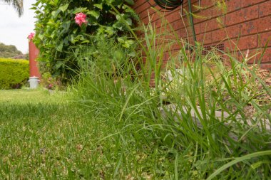 Aşırı büyümüş çim kenar