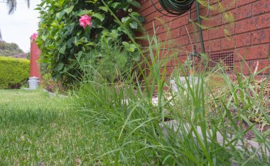 Aşırı büyümüş çim kenar