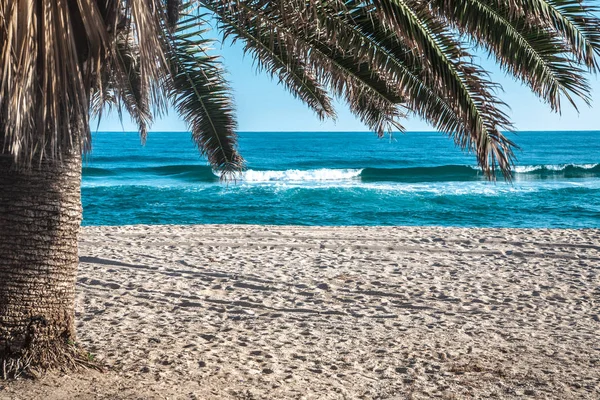 Widokiem na morze, pod palmą — Zdjęcie stockowe