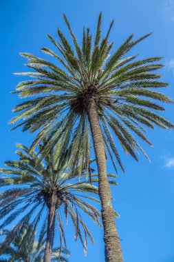 Mavi gökyüzüne karşı palmiye ağaçları