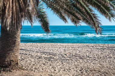 Deniz Manzaralı palmiye ağacı altında