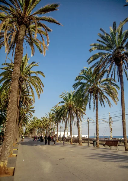 Strandpromenade in Badalona umgeben von Palmen unter blauem Himmel — Stockfoto