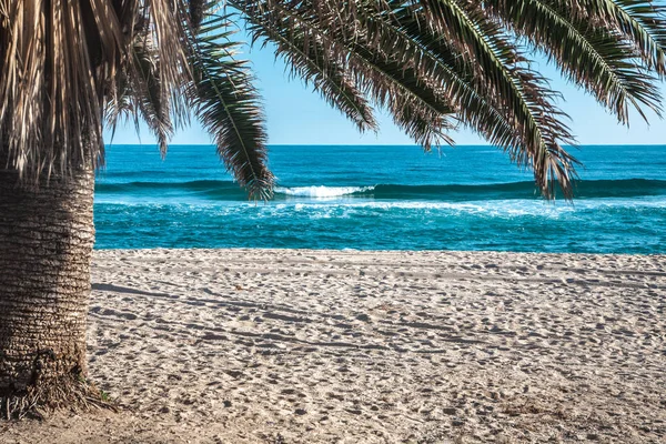 Vista mare sotto la palma — Foto Stock