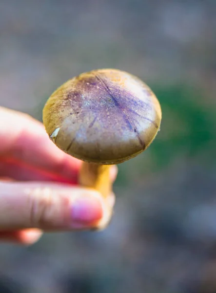 Svamp i skogen — Stockfoto