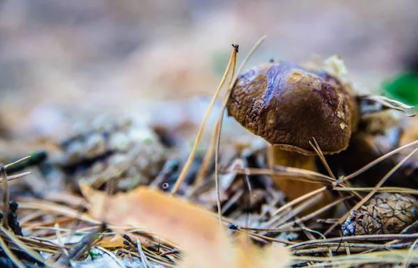 Svamp i skogen — Stockfoto