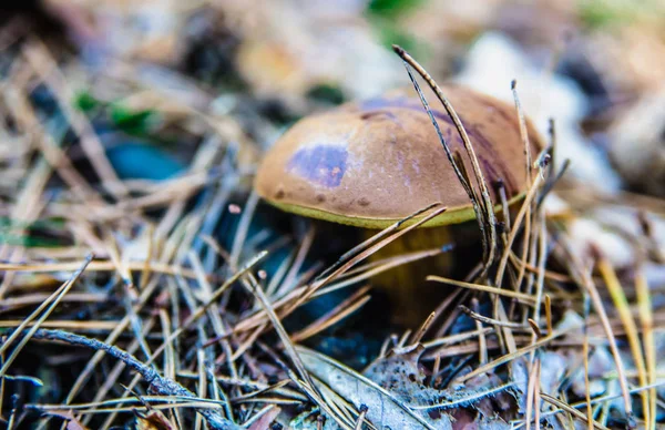 Svamp i skogen — Stockfoto