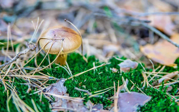 Svamp i skogen — Stockfoto