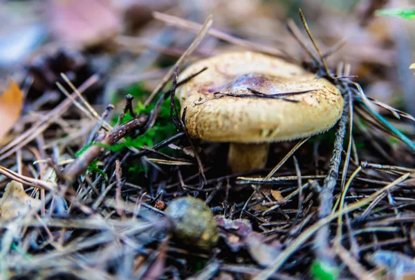 Svamp i skogen — Stockfoto