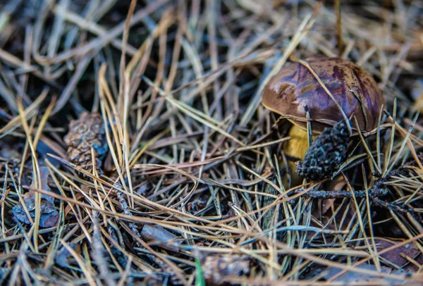 Champignon i skoven - Stock-foto